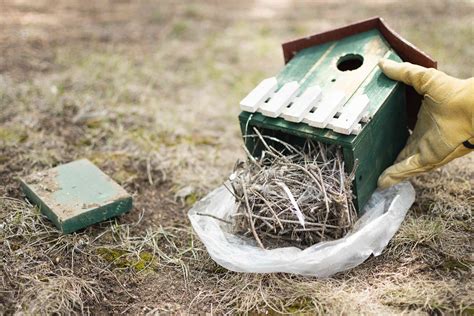 what can be used to clean a metal bird house|diy bird house door cleaning.